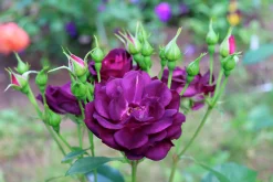 Flerblommig Buskros 'Midnight Blue' 'Wekfabpur' Barrotad><noscript><img width=