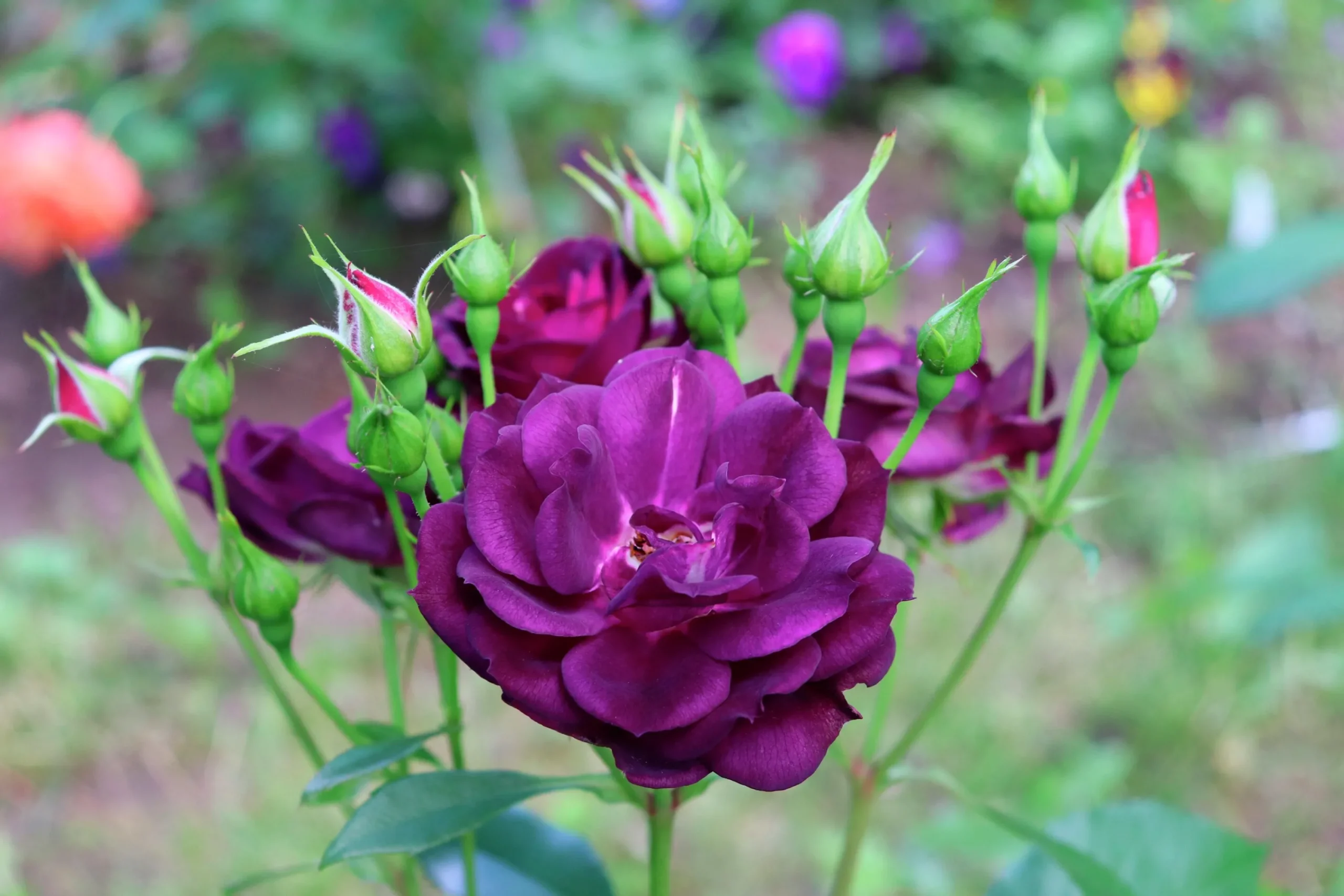 Flerblommig Buskros 'Midnight Blue' 'Wekfabpur' Barrotad>Omnia garden Sale