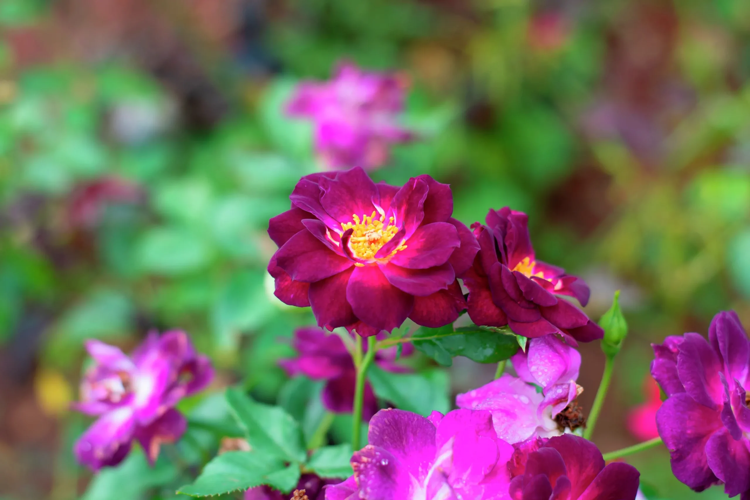Flerblommig Buskros 'Midnight Blue' 'Wekfabpur' Barrotad>Omnia garden Sale