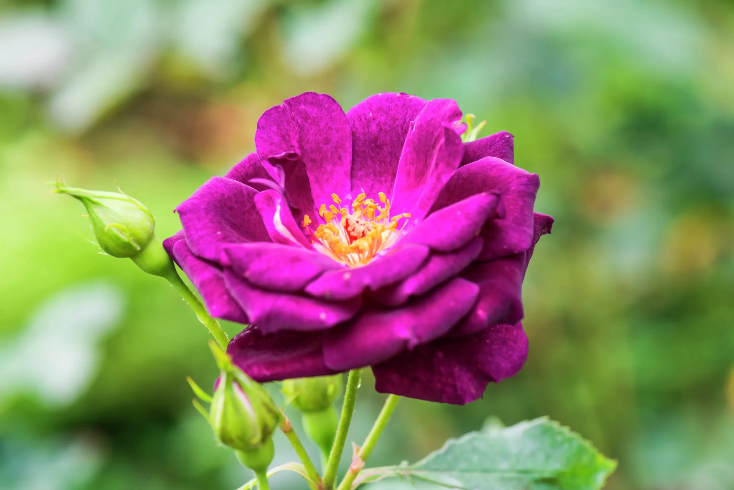 Flerblommig Buskros 'Midnight Blue' 'Wekfabpur' Barrotad>Omnia garden Sale