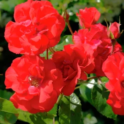 Flerblommig Buskros 'Molde' 'Tannimoll' Barrotad>Omnia garden Best