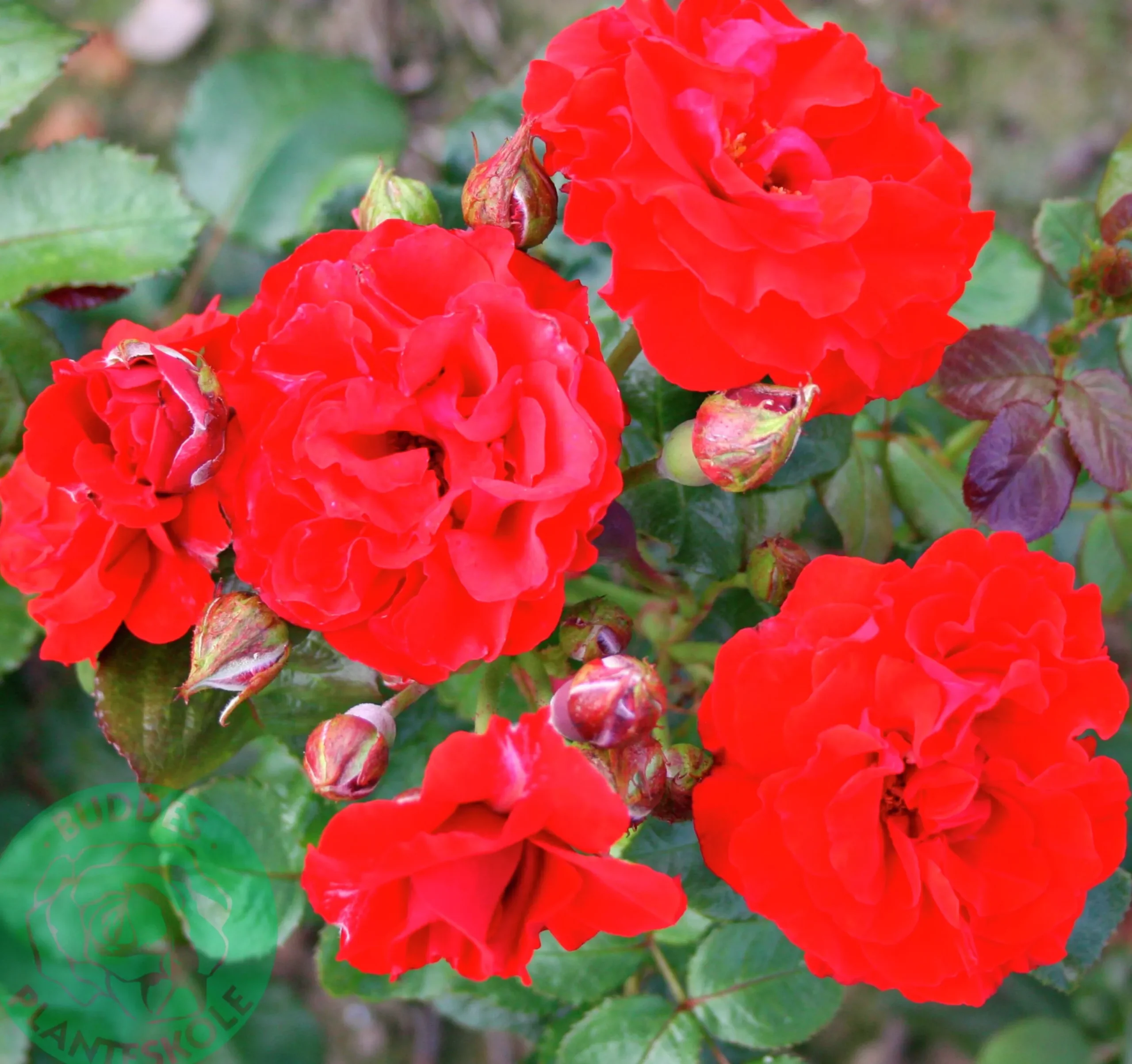 Flerblommig Buskros 'Molde' 'Tannimoll' Barrotad>Omnia garden Best