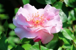 Flerblommig Buskros 'Odyssey' 'Franski' Barrotad>Omnia garden Discount