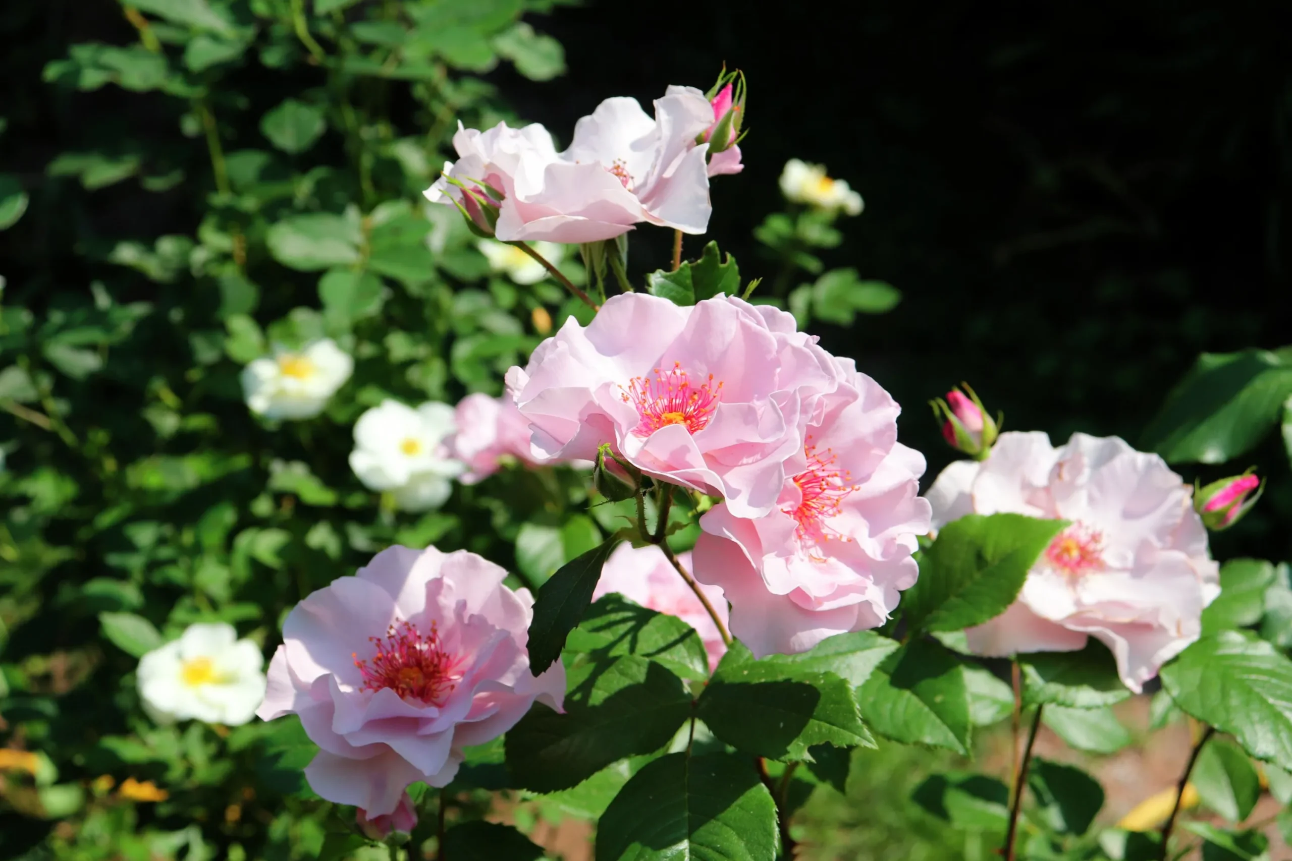 Flerblommig Buskros 'Odyssey' 'Franski' Barrotad>Omnia garden Discount