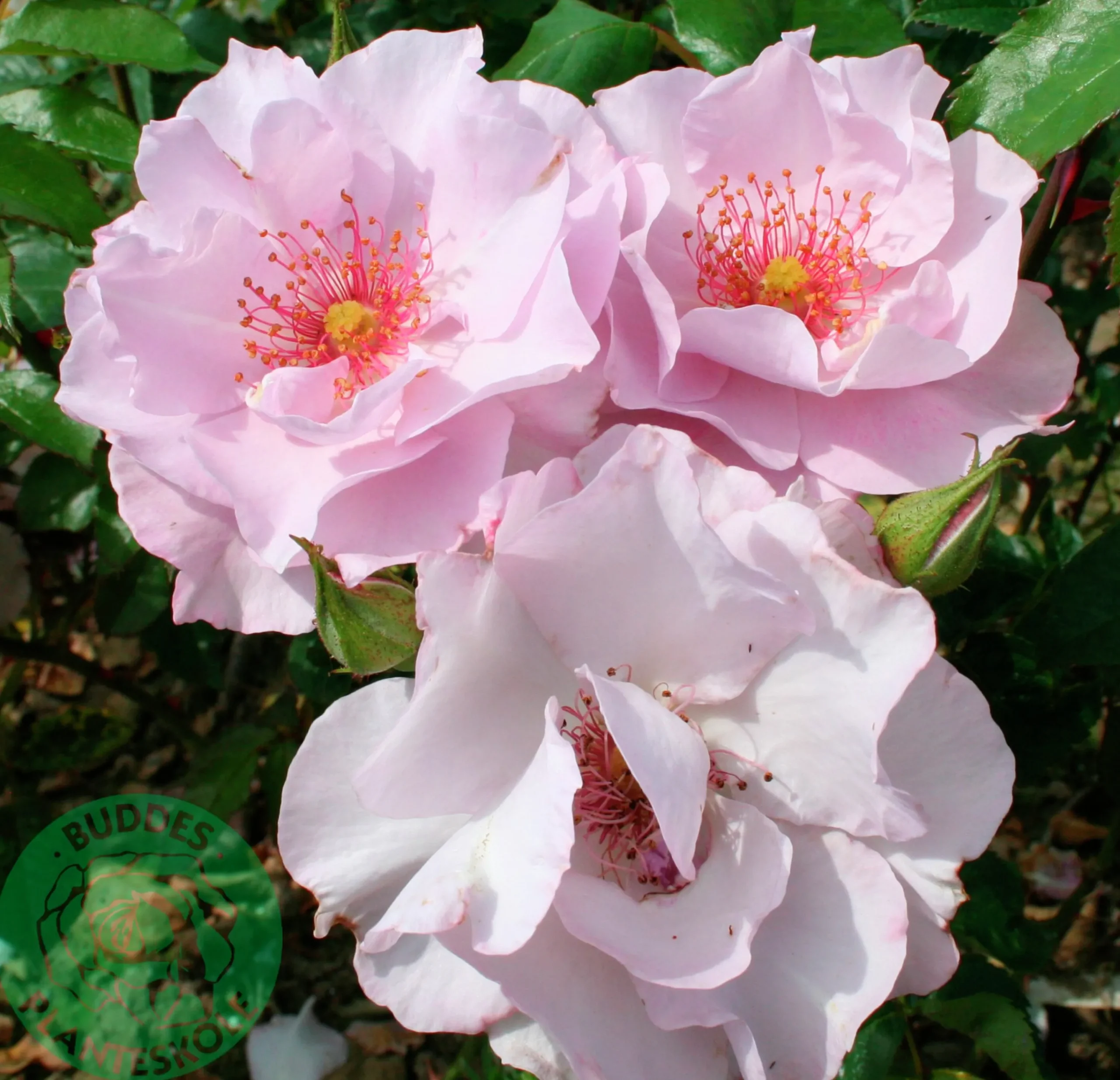 Flerblommig Buskros 'Odyssey' 'Franski' Barrotad>Omnia garden Discount