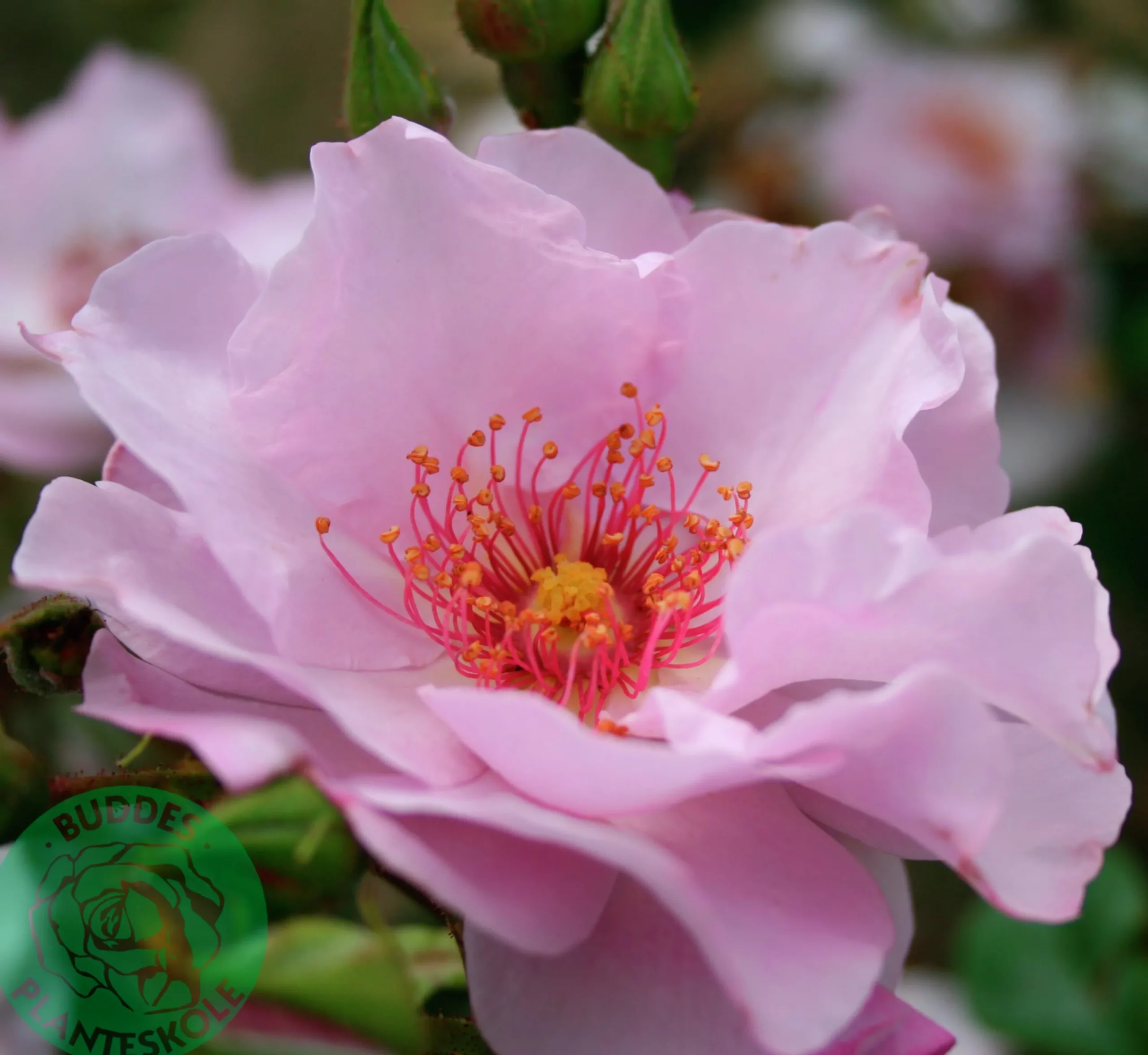 Flerblommig Buskros 'Odyssey' 'Franski' Barrotad>Omnia garden Discount