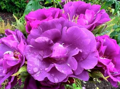 Flerblommig Buskros 'Rhapsody in Blue' 'Frantasia' Barrotad><noscript><img width=