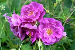 Flerblommig Buskros 'Rhapsody in Blue' 'Frantasia' Barrotad><noscript><img width=
