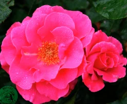 Flerblommig Buskros 'Romanze' 'Tanezamor' Barrotad>Omnia garden Online