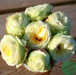 Flerblommig Buskros 'Wedding Piano' 'Tan09469' Barrotad>Omnia garden Best