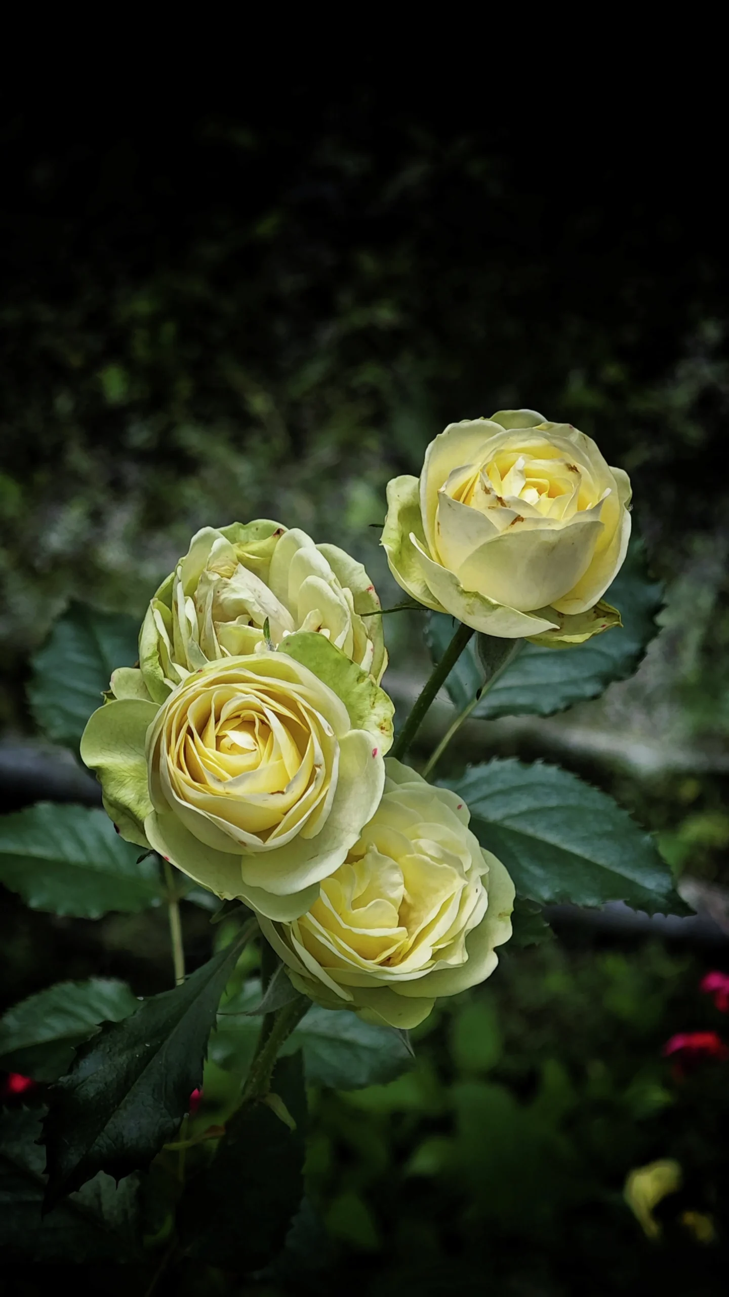 Flerblommig Buskros 'Wedding Piano' 'Tan09469' Barrotad>Omnia garden Best