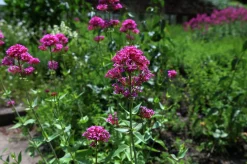 Flerårig Pipört 'Coccineus'>Omnia garden Clearance