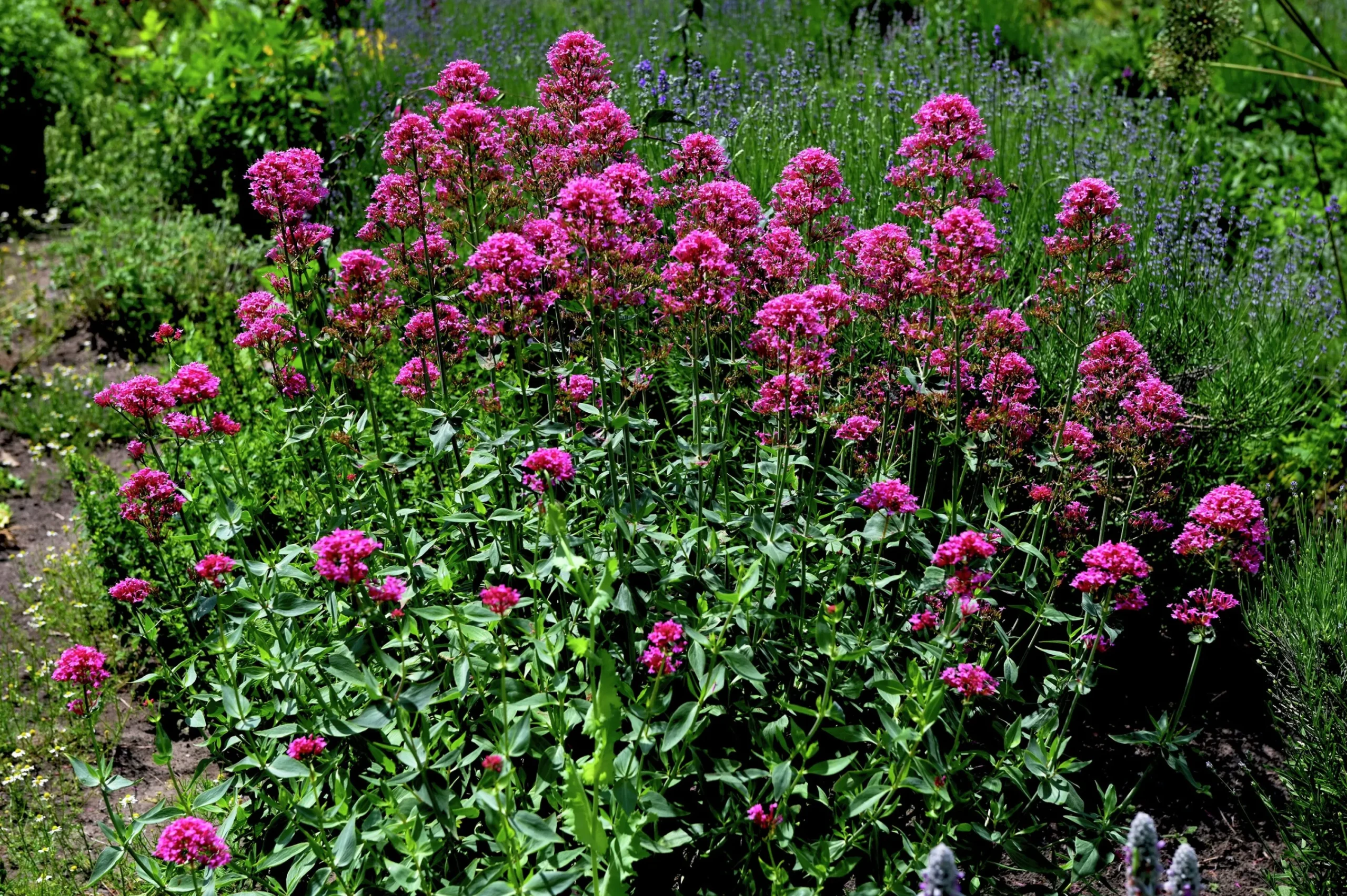 Flerårig Pipört 'Coccineus'>Omnia garden Clearance