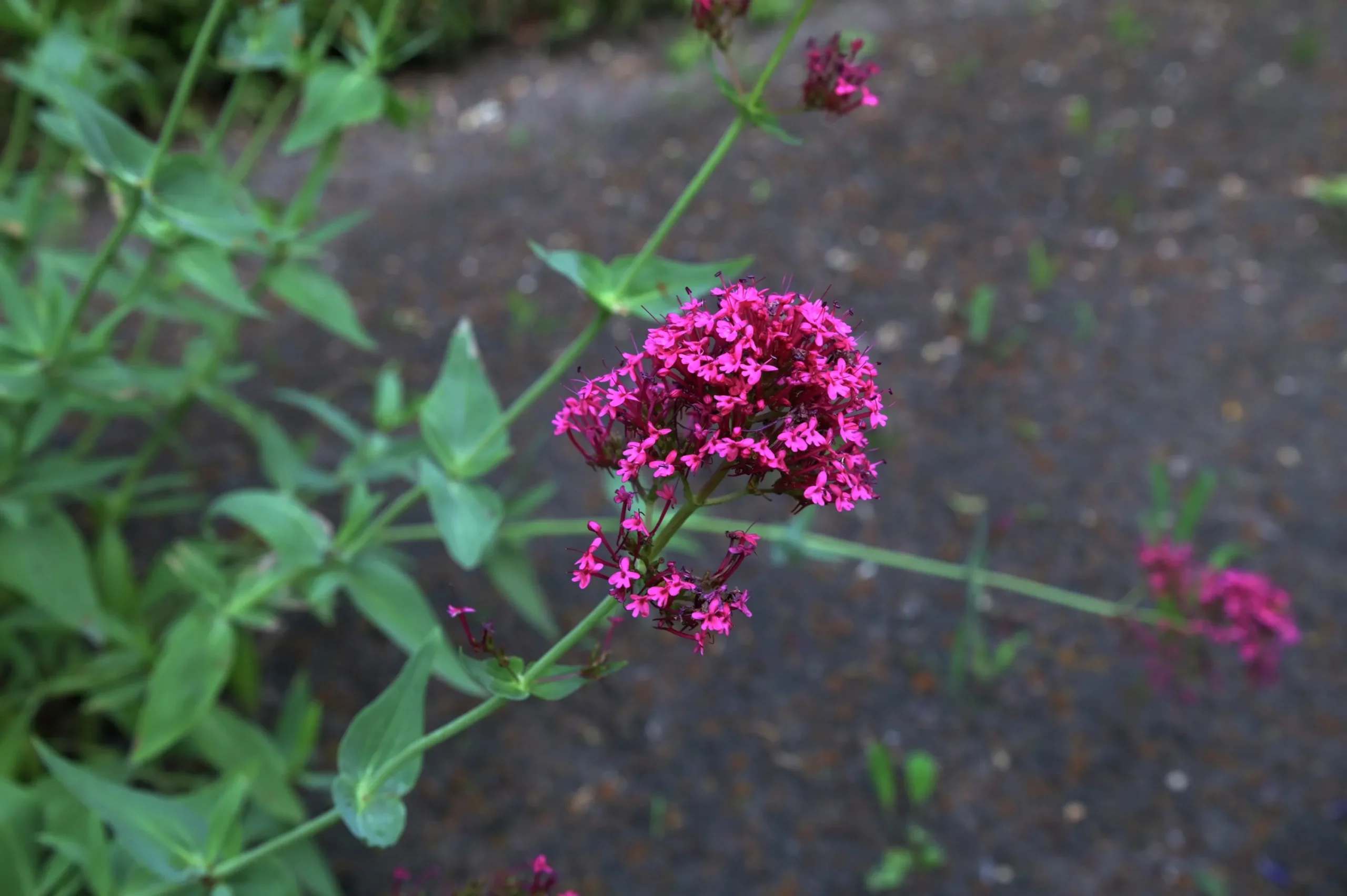 Flerårig Pipört 'Coccineus'>Omnia garden Clearance