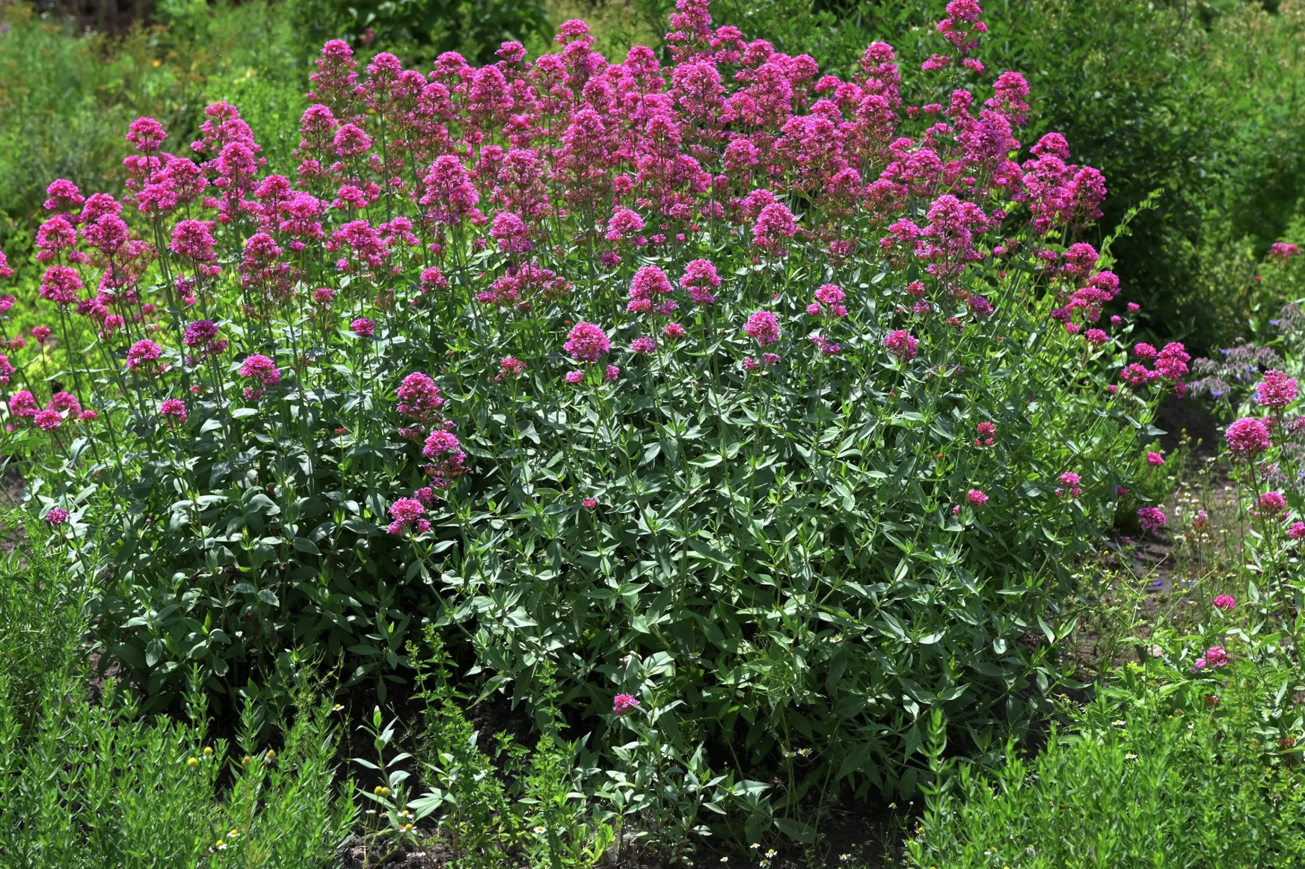Flerårig Pipört 'Coccineus'>Omnia garden Clearance