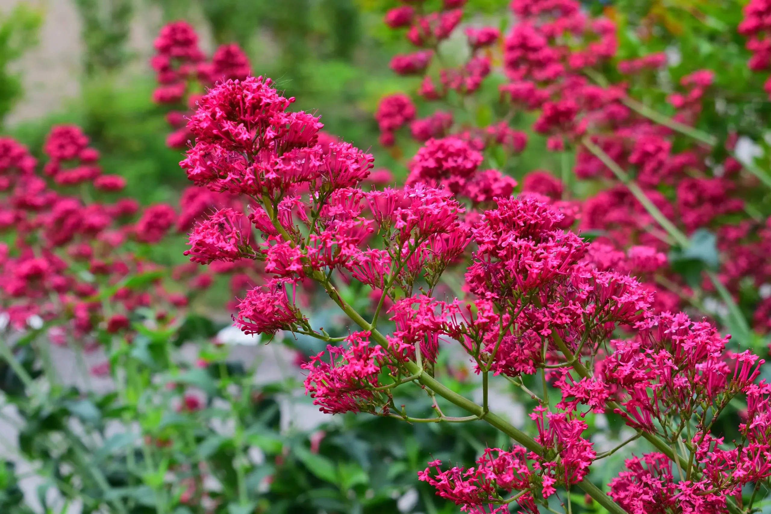 Flerårig Pipört 'Coccineus'>Omnia garden Clearance