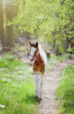 Fölgrimma Ofodrad><noscript><img width=