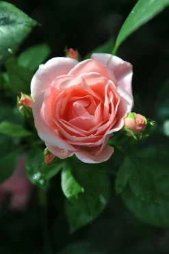 Floribundaros 'Astrid Lindgren' 'Pouluf' Barrotad>Omnia garden Discount