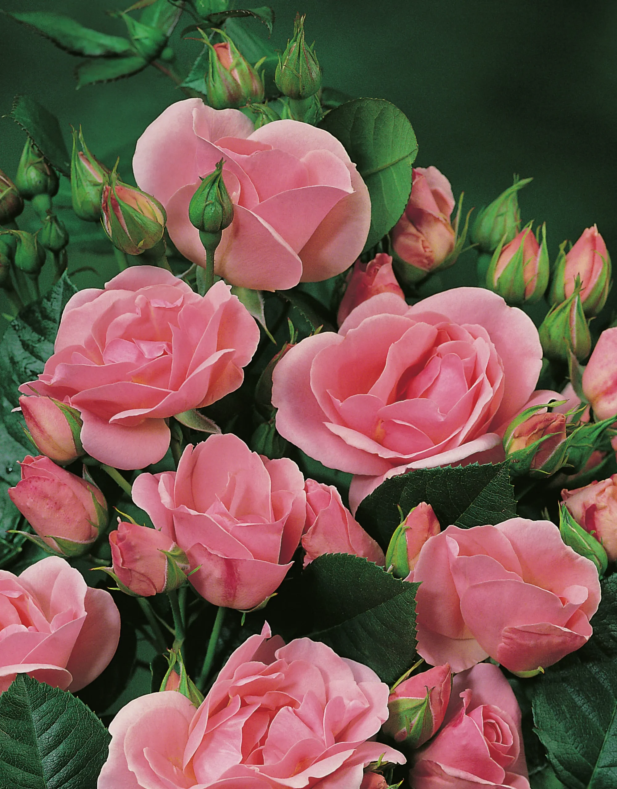 Floribundaros 'Astrid Lindgren' 'Pouluf' Barrotad>Omnia garden Discount