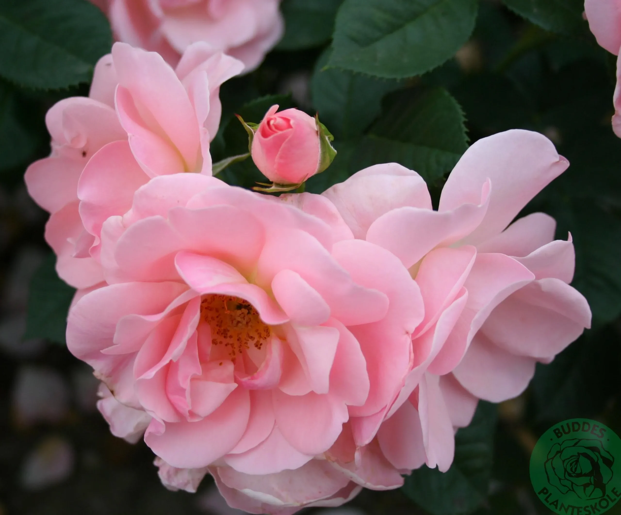 Floribundaros 'Astrid Lindgren' 'Pouluf' Barrotad>Omnia garden Discount