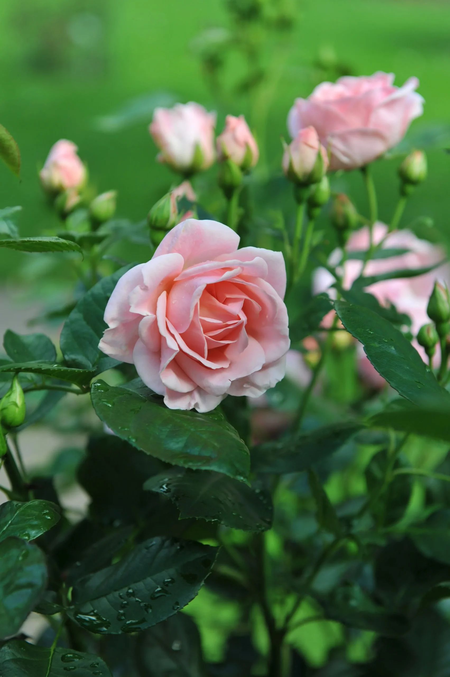Floribundaros 'Astrid Lindgren' 'Pouluf' Barrotad>Omnia garden Discount