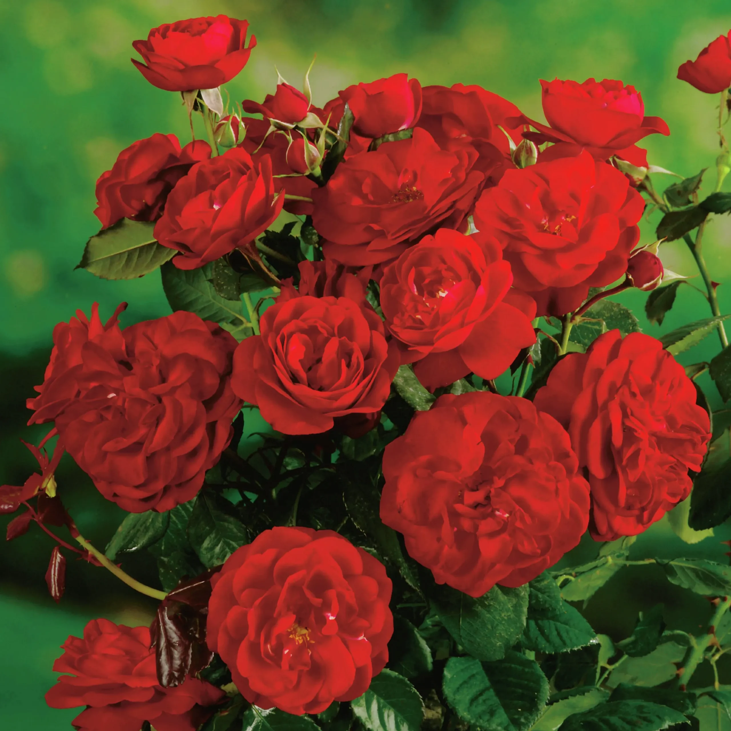 Floribundaros 'Carl Philip' syn. 'Christian IV' 'Korpeahn' Barrotad>Omnia garden New