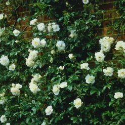 Floribundaros 'Climbing Iceberg' syn. 'Climbing Schneewittchen' Barrotad>Omnia garden New