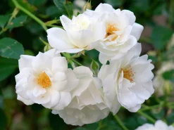 Floribundaros 'Climbing Iceberg' syn. 'Climbing Schneewittchen' Barrotad><noscript><img width=
