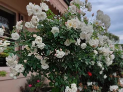 Floribundaros 'Climbing Iceberg' syn. 'Climbing Schneewittchen' Barrotad><noscript><img width=