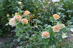Floribundaros 'Honey Dijon' Barrotad>Omnia garden Best