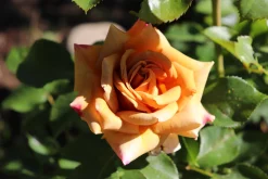 Floribundaros 'Honey Dijon' Barrotad><noscript><img width=