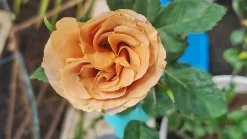 Floribundaros 'Honey Dijon' Barrotad><noscript><img width=