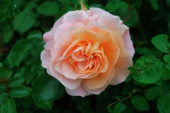Floribundaros 'Kalmar' 'Poulkalm' Barrotad><noscript><img width=