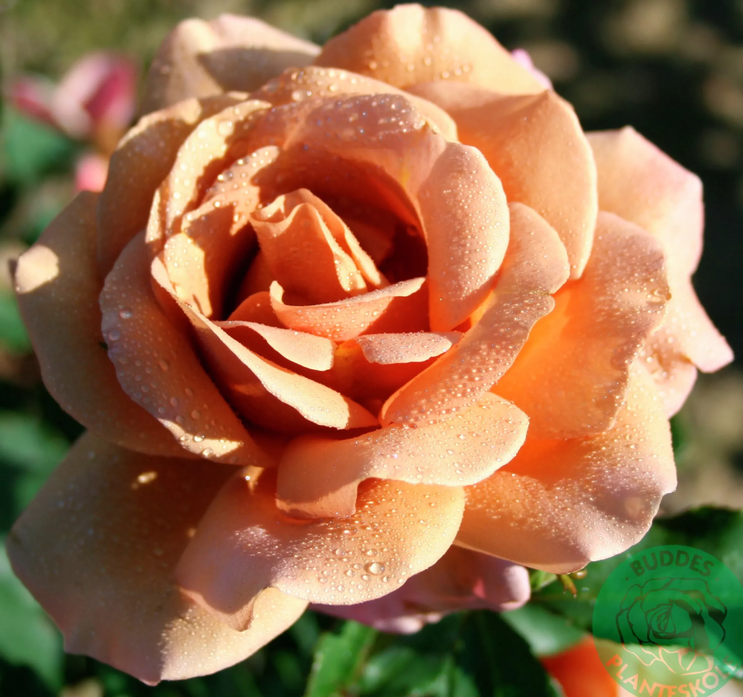 Floribundaros 'Koko Loko Wekbijou' Barrotad>Omnia garden Sale