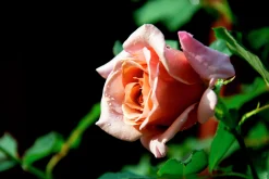 Floribundaros 'Koko Loko Wekbijou' Barrotad><noscript><img width=