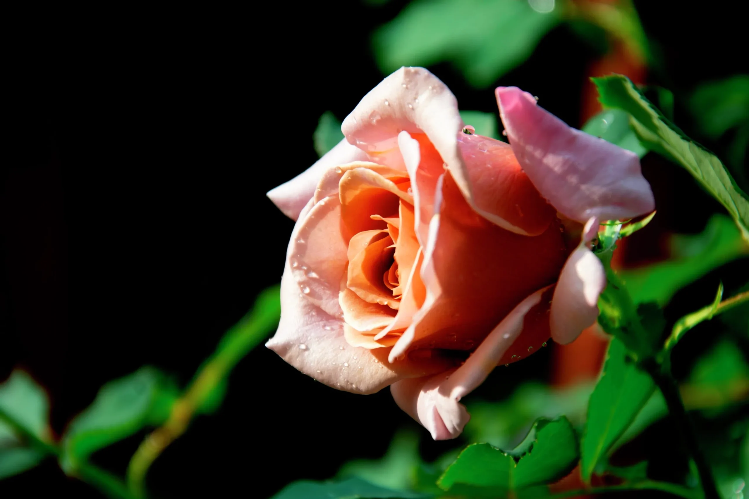 Floribundaros 'Koko Loko Wekbijou' Barrotad>Omnia garden Sale