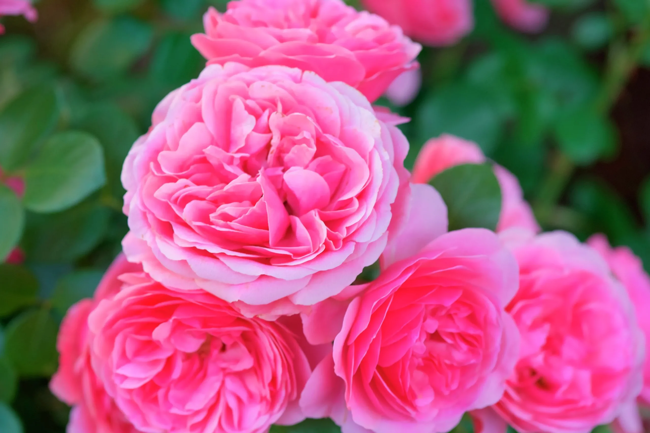 Floribundaros 'Leonardo da Vinci' 'Meideauri' Barrotad>Omnia garden Outlet