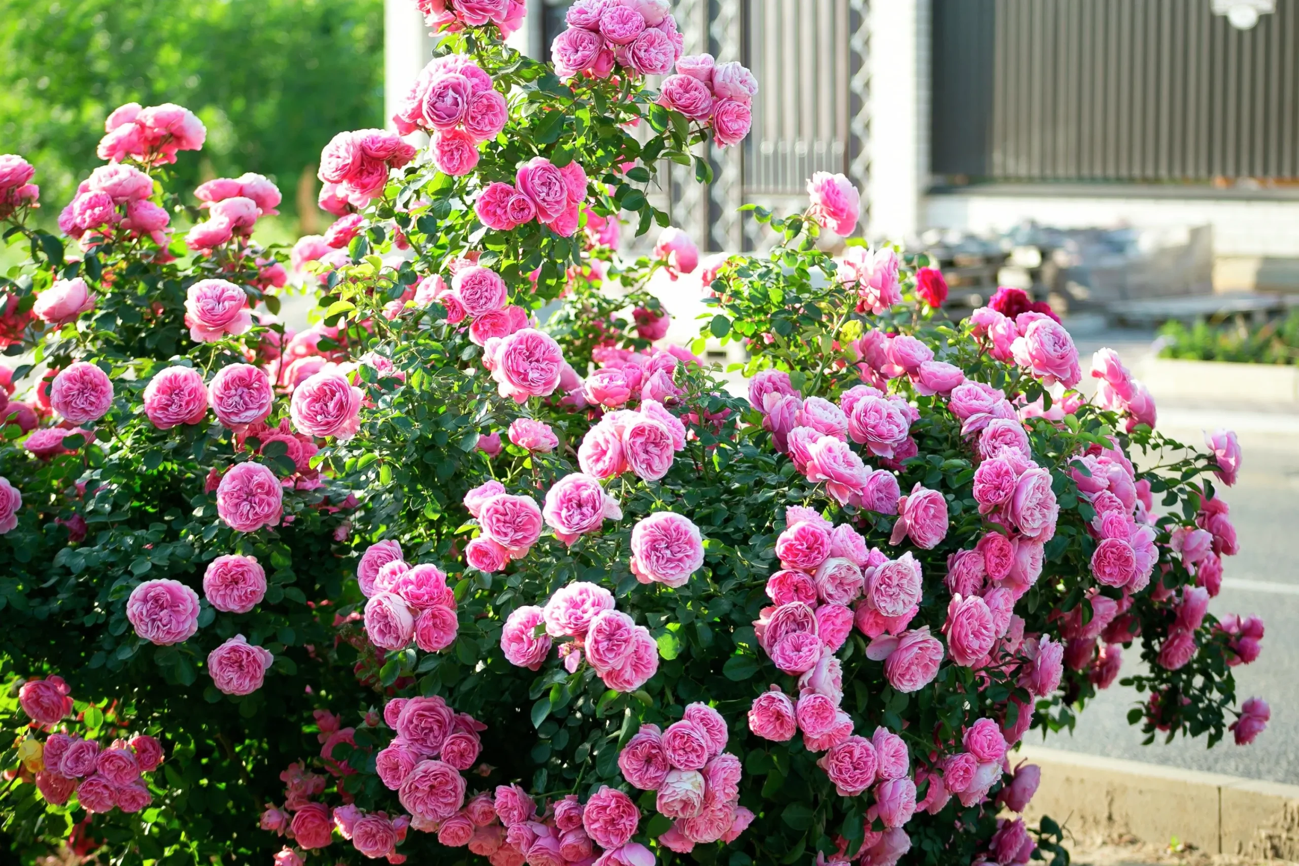 Floribundaros 'Leonardo da Vinci' 'Meideauri' Barrotad>Omnia garden Outlet