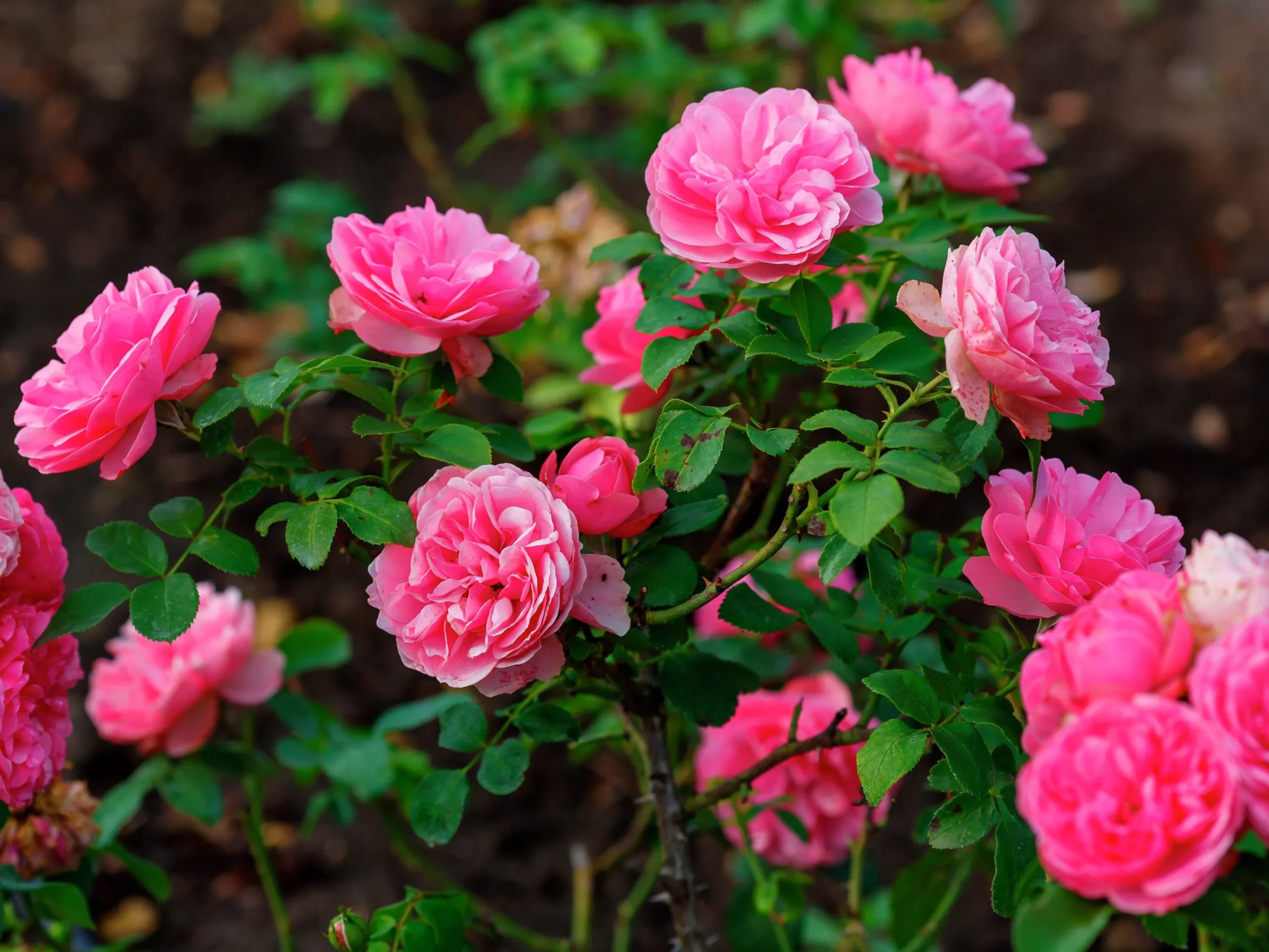 Floribundaros 'Leonardo da Vinci' 'Meideauri' Barrotad>Omnia garden Outlet