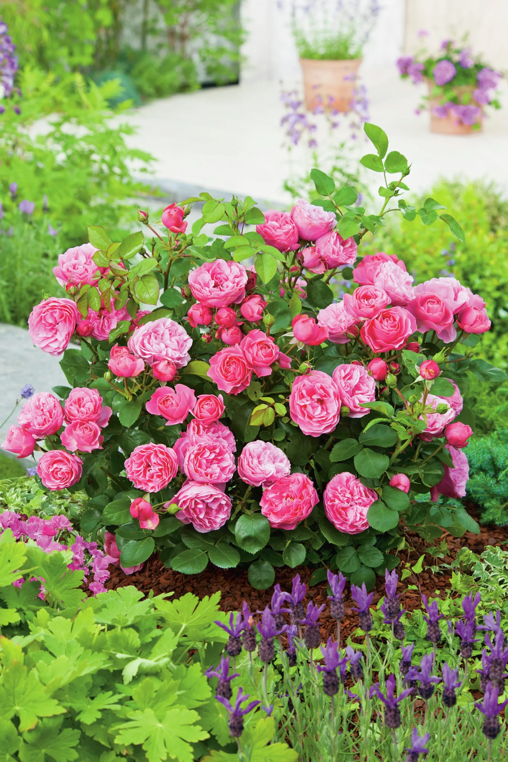Floribundaros 'Leonardo da Vinci' 'Meideauri' Barrotad>Omnia garden Outlet