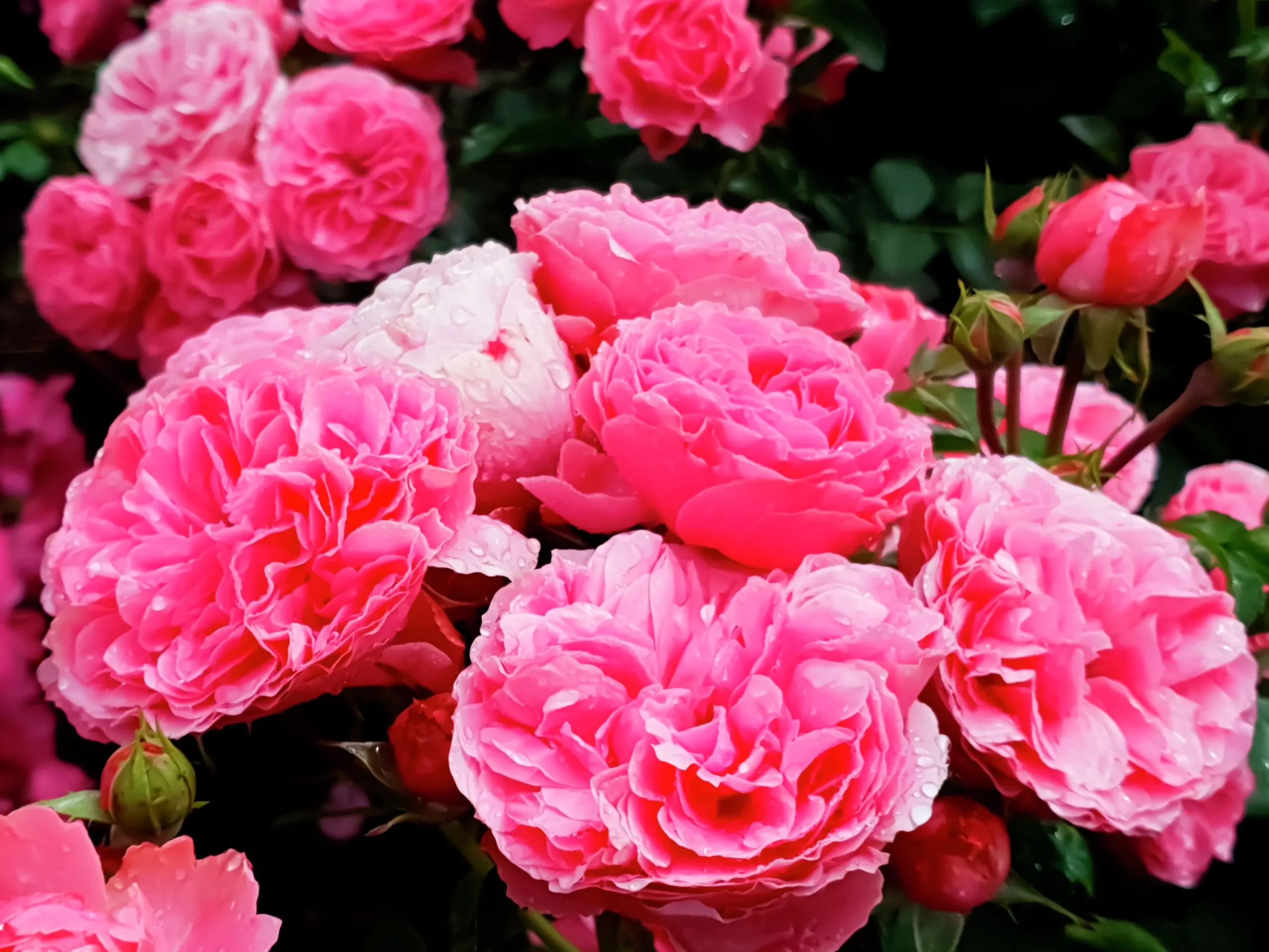 Floribundaros 'Leonardo da Vinci' 'Meideauri' Barrotad>Omnia garden Outlet