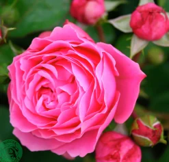 Floribundaros 'Leonardo da Vinci' 'Meideauri' Barrotad><noscript><img width=
