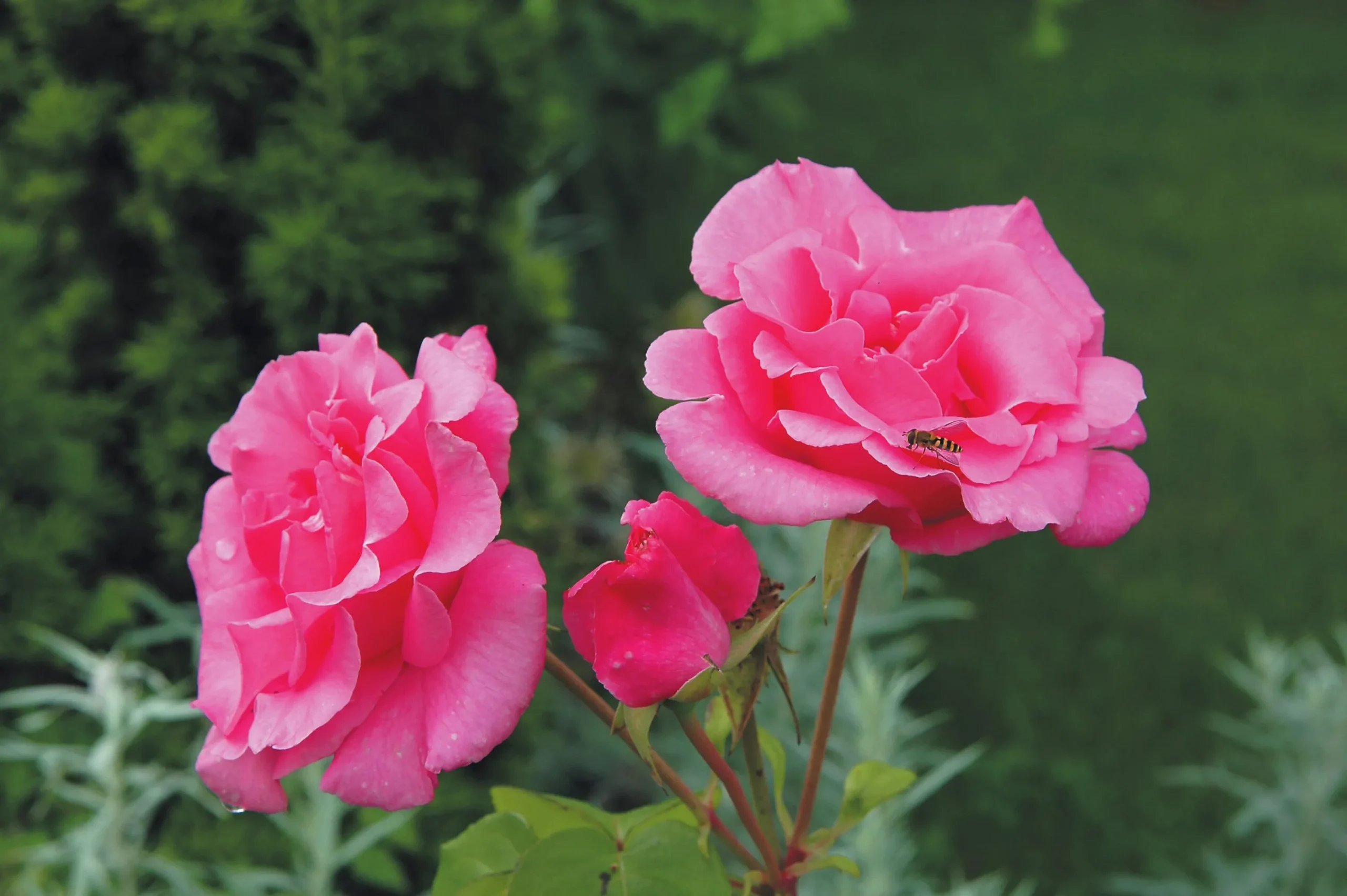 Floribundaros 'Sofiero' 'Poulsak' Barrotad>Omnia garden New