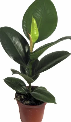 Fönsterfikus lat. Ficus elastica 'Robusta'>Mäster Grön Discount
