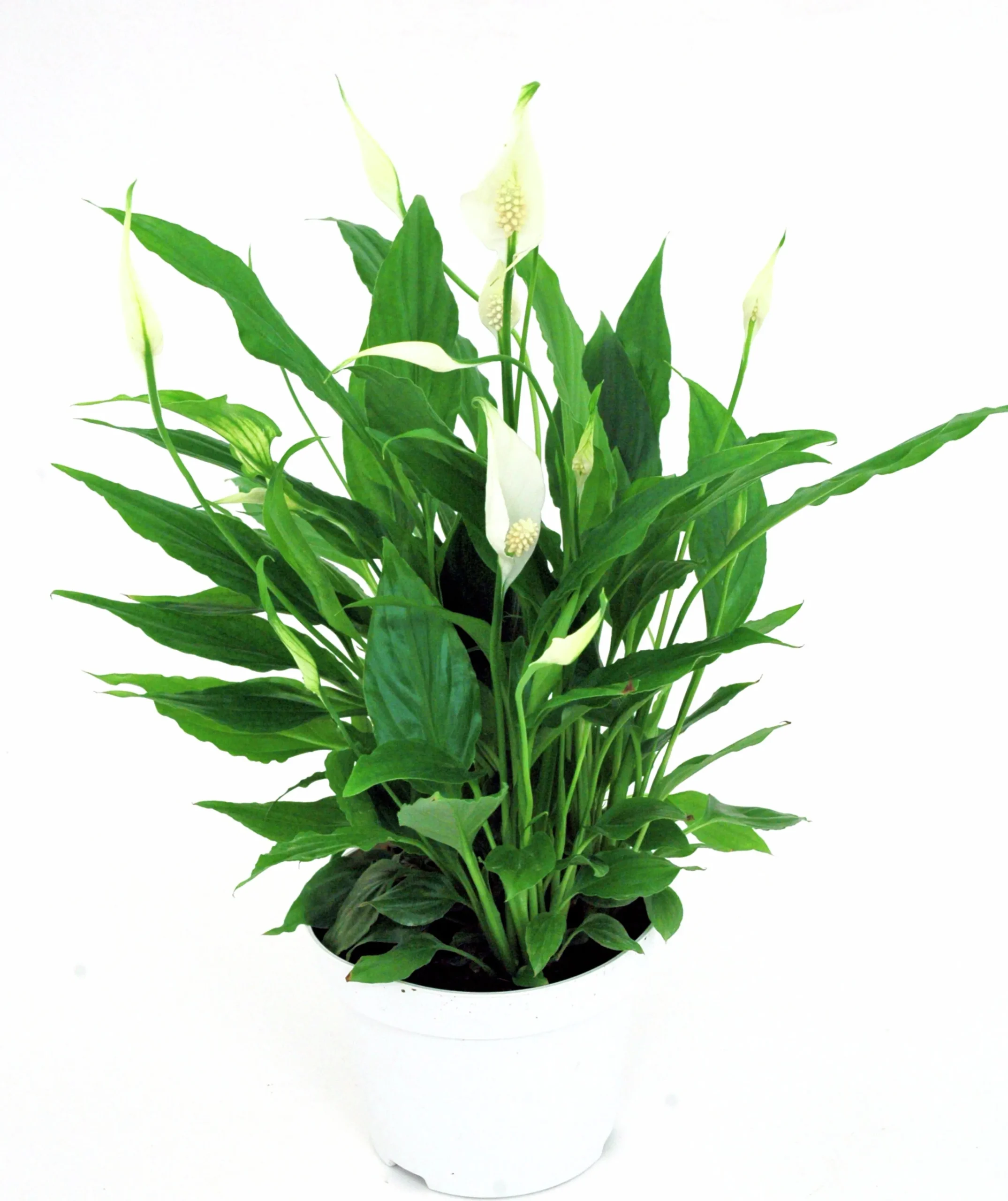 Fredskalla lat. Spathiphyllum wallisii 'Sweet Silvio'>Mäster Grön Outlet