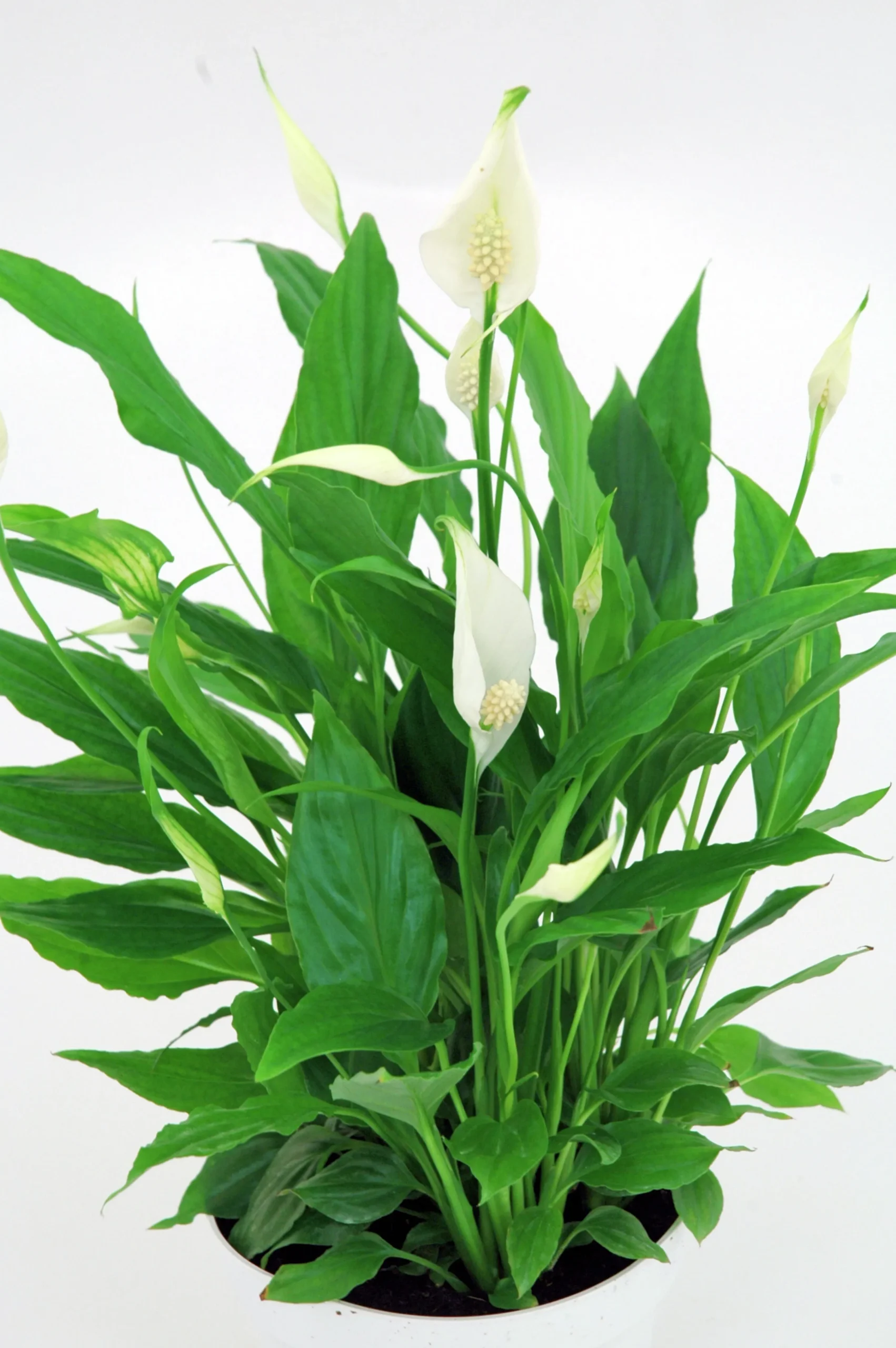Fredskalla lat. Spathiphyllum 'Sweet Chico'>Mäster Grön Best