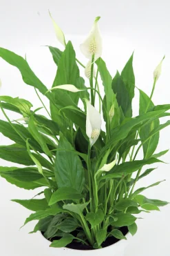 Fredskalla Sweet Silvio 14cm kruka>Danblumen