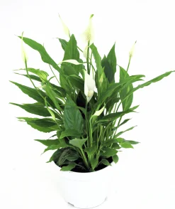 Fredskalla Sweet Silvio 14cm kruka>Danblumen