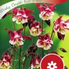 Fröer Akleja Winky Double Red White>Nelson Garden Outlet