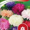 Fröer Aster Busk Amerikansk>Nelson Garden Clearance